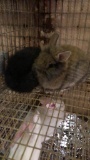 2 Lionhead Bunnies - Unsexed - 8 Wks Old