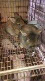 2 Lionhead Bunnies - Unsexed - 8 Wks Old