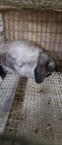 Holland Lop Buck