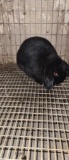 Holland Lop Doe