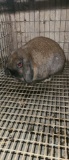 Holland Lop Doe