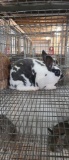 Mini Rex Doe - Broken Blue - 3 Mos Old W/ Pedigre