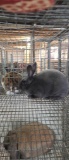 Mini Rex Doe - Blue - 3 Mos Old W/ Pedigree