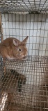 Netherland Dwarf Orange Buck - 4 Mos Old W/ Pedigr