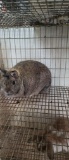 Netherland Dwarf Chestnut Doe - 2 Yrs Old - Prove