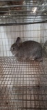 Netherland Dwarf Chestnut Buck - 2 Mos Old