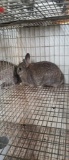 Netherland Dwarf Chestnut Doe - 2 Mos Old