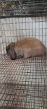 Holland Lop Tort Buck - 3 Mos Old W/ Pedigree