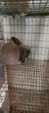 Holland Lop Tort Buck - 3 Mos Old W/ Pedigree