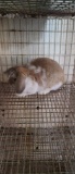 Holland Lop Broken Orange Buck - 3 Mos Old W/ Pedi