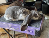 English Lop Buck W/ Pedigree