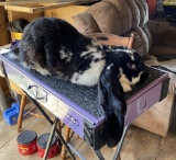 English Lop Buck W/ Pedigree