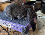 English Lop Buck W/ Pedigree