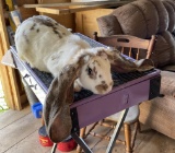 English Lop Buck - 4 Mos Old W/ Pedigree