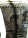 1 San Juan Buck