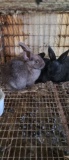 4 Rex X California Bunnies