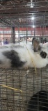Lionhead Buck