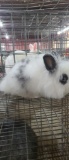 Lionhead Doe