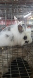Lionhead Doe
