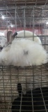 Lionhead Doe