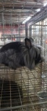 Lionhead Doe