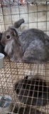 Lionhead Doe - Exposed 1 Wk Ago