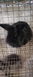 Lionhead Doe - Exposed 1 Wk Ago