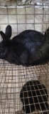 Lionhead Doe - Exposed 1 Wk Ago