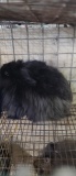 Lionhead Doe - Exposed 1 Wk Ago