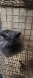 Black Lionhead Doe W/ Pedigree