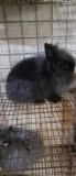 Black Lionhead Doe W/ Pedigree