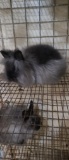 Micro Sialasimic Lionhead Buck