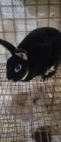 Black Otter Mini Rex Buck - Friendly