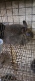 Jersey Wooly Buck