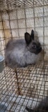 Jersey Wooly Buck