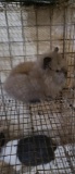 Lionhead Buck