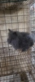 Lionhead Buck