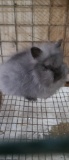 Lionhead Buck