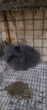 Lionhead Buck