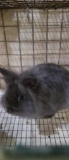 Lionhead Doe