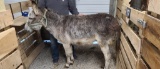 Roan Jenny Donkey - 5 Yr Old - Name: Emily