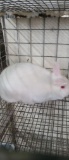 White Mini Satin Doe