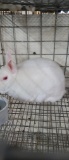 White Mini Satin Doe