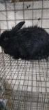 Lionhead Doe - Proven