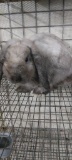 Sable Holland Lop Buck