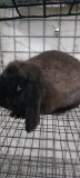 Siamese Sable Holland Lop Buck