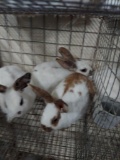 3 Rhinelander Bunnies - 5 Wks Old