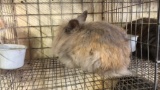 Lionhead Doe