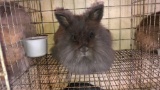 Lionhead Bred Doe