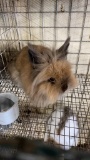 Lionhead Buck